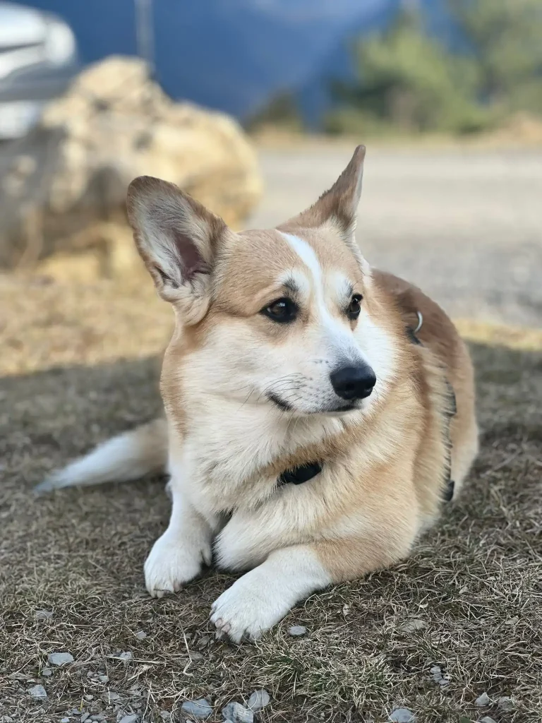 stages éducation canine. Corgi chien couché