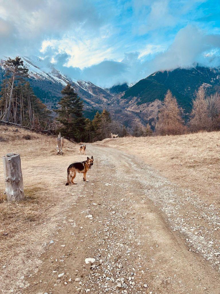 stages éducation canine. Chiens vallée montagnes