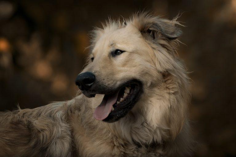 A l'écoute du chiot