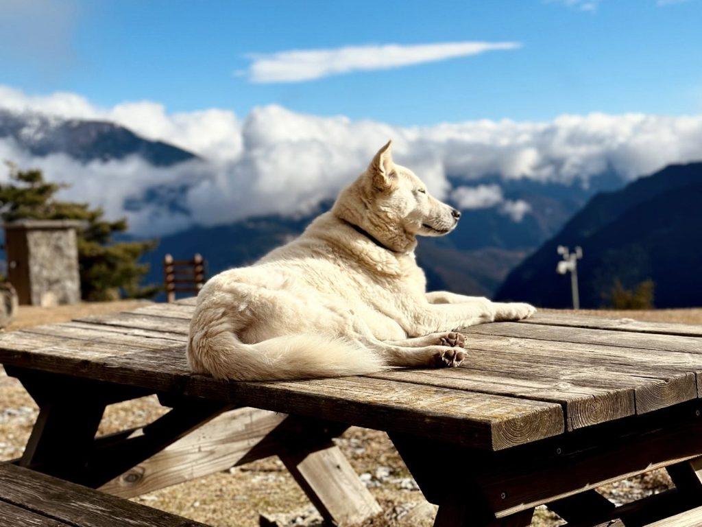 Chien couché sur une table
