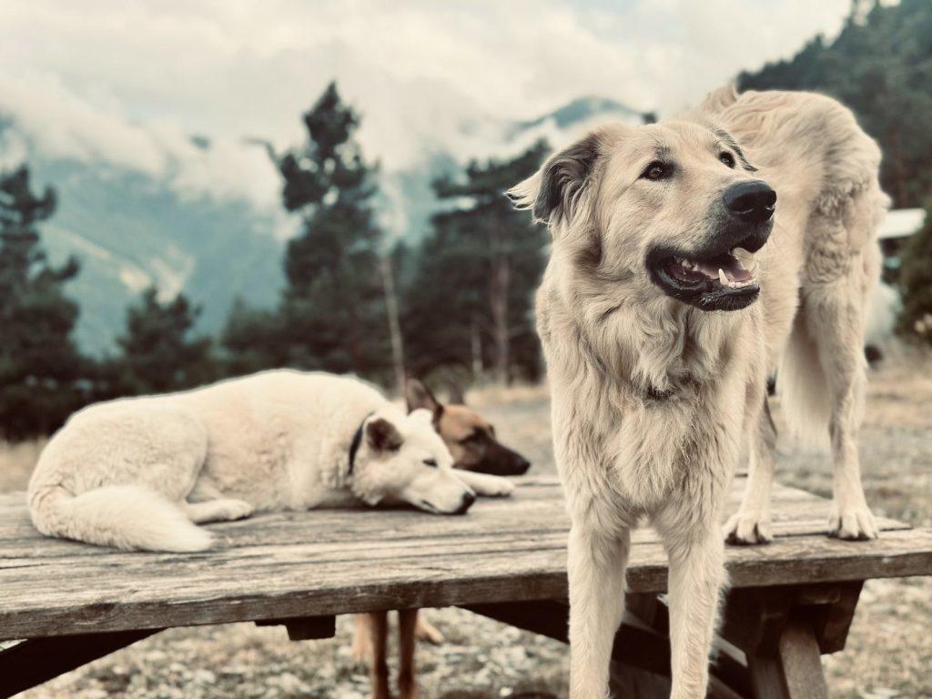 chiens blancs des montagnes
