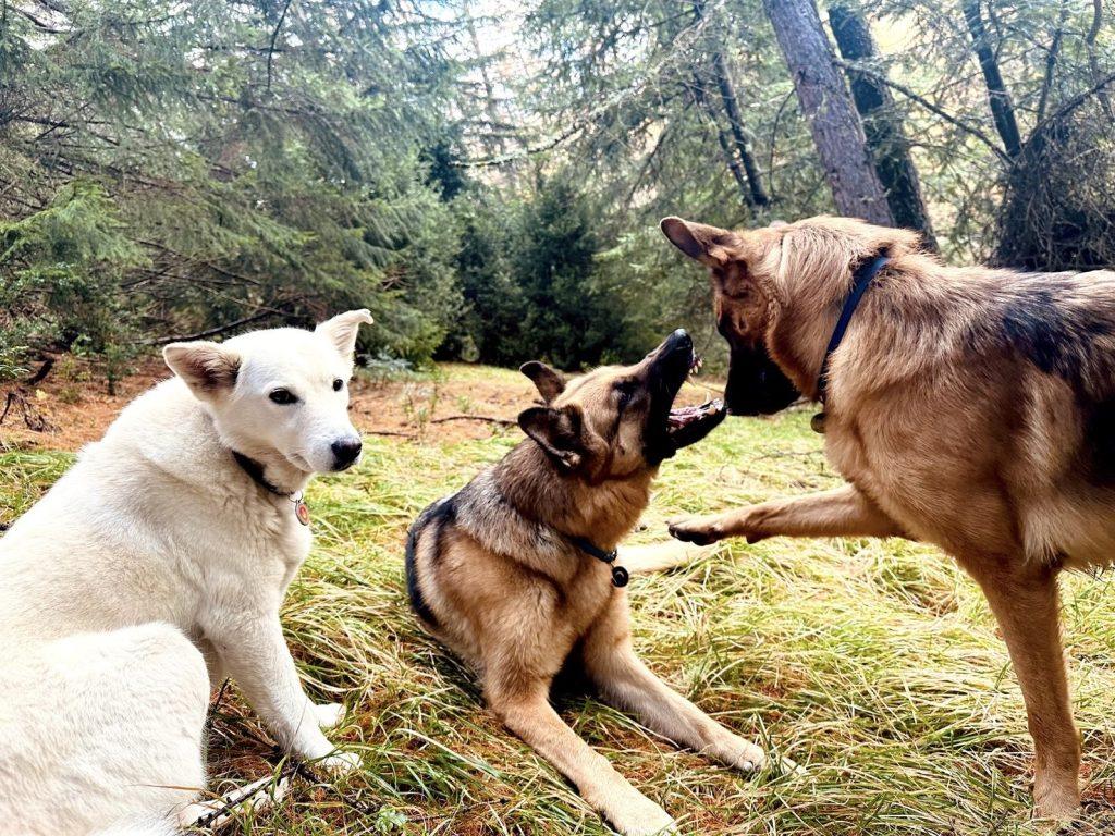 trois chiens foret