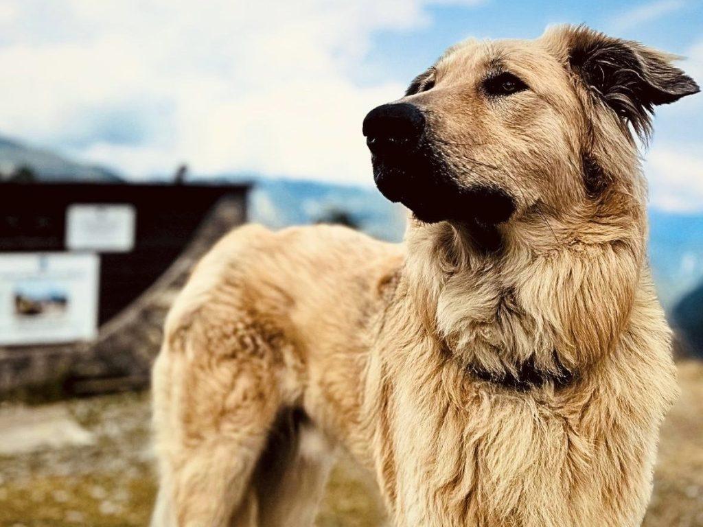 patou portrait chien montagne