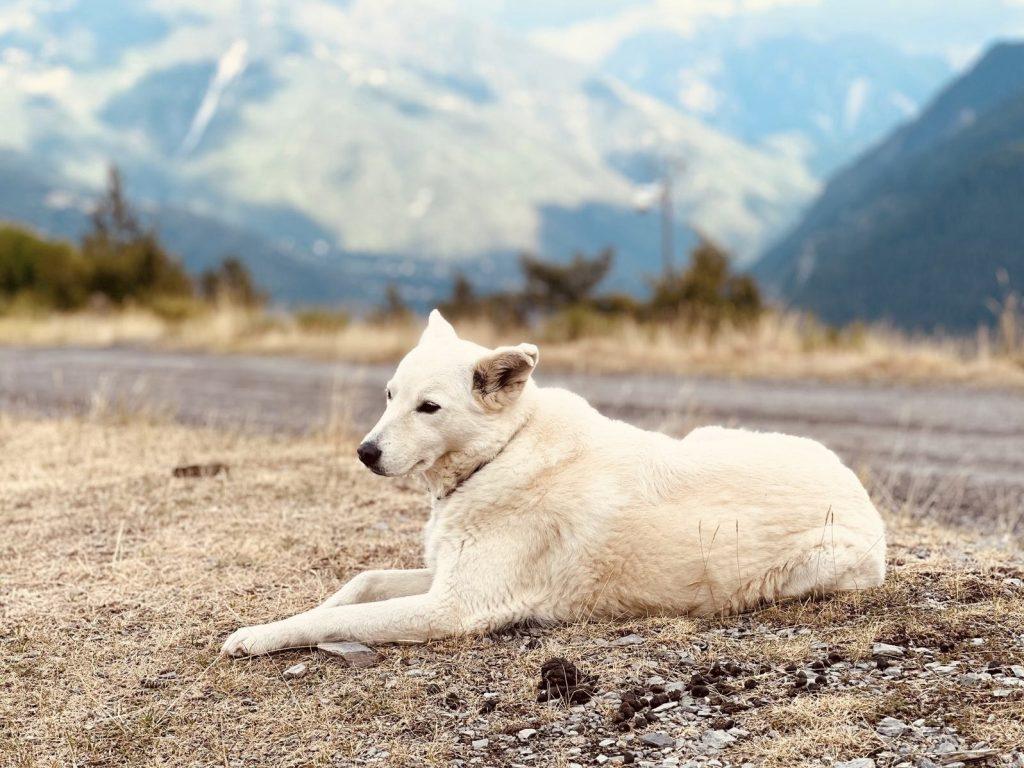 chien blanc montagne allongé