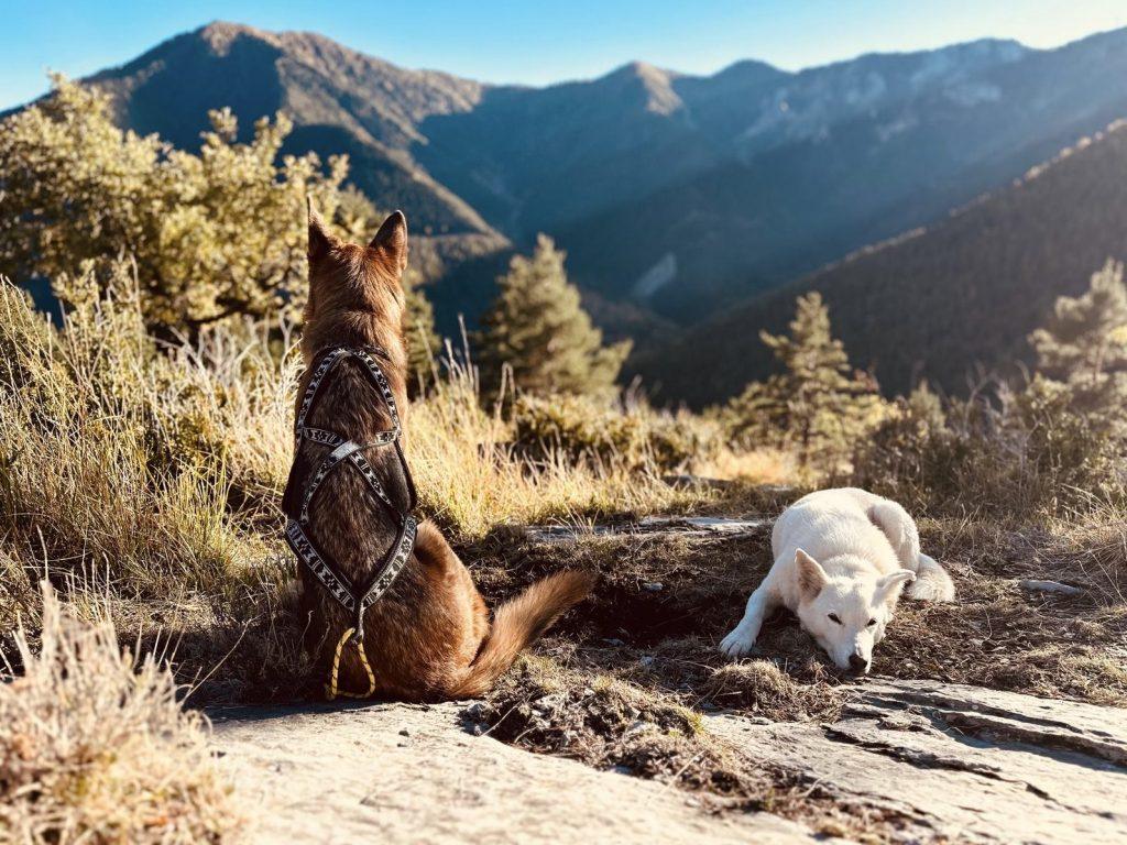 deux chiens dans les montagnes